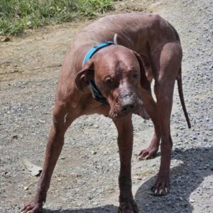 Roaming Dog in Round Hill, VA - Ensuring Safety for Stray Pets