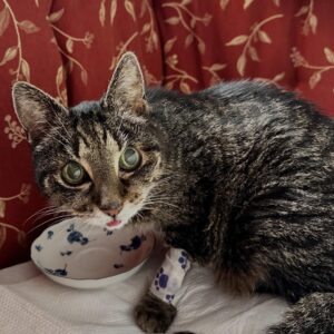Senior Cat Cancer Recovery: Mia’s Inspiring Survival Story