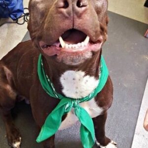 Saving Billy: Blind Shelter Dog Finds a Loving Home