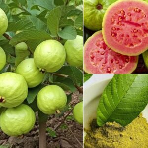 Enjoying Guava Right: Fixing 5 Frequent Mistakes