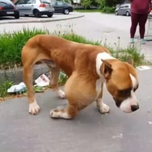 Swollen Leg Dog Rescue: Alphonzo’s Inspiring Recovery Story