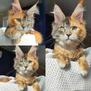 Unique Cat Adoption Story: Embracing Imperfect Beauty