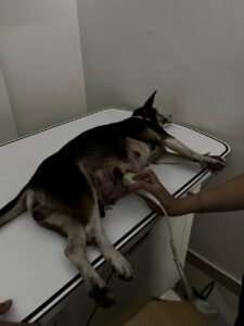 Pregnant Dog with Eye Injury Rescued and Healing