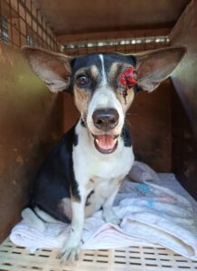 Pregnant Dog with Eye Injury Rescued and Healing