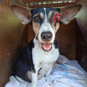Pregnant Dog with Eye Injury Rescued and Healing