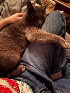 Stormy Night Cat Story: Sam’s Heartwarming Arrival