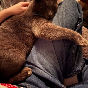 Stormy Night Cat Story: Sam’s Heartwarming Arrival