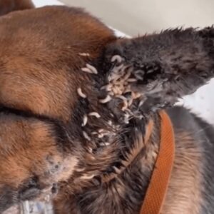 Hope’s Redemption: A Dog’s Journey from Landfill to Love