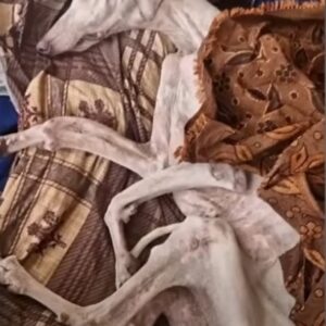 Diana’s Defiant Spirit: A Starving Dog’s Journey to Joy