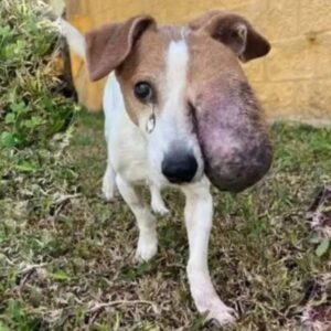 Chifa Dog Tumor Rescue: A Tale of Resilience and Hope