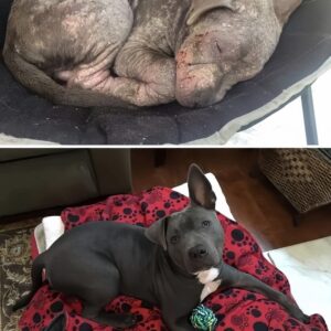Pitbull Rescue Transformation
