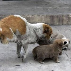 Mother Dog Protection: A Street Survival Tale