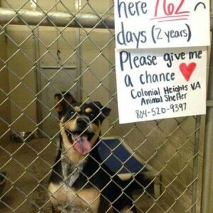A Dog’s Hope After 762 Days in a Shelter