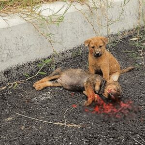 Max’s Heroic Heart: A Dog’s Devotion Saves His Friend