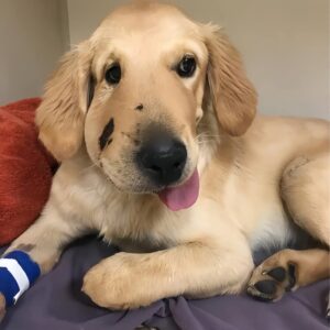 Brave Golden Retriever Todd Saves Owner from Rattlesnake in Arizona