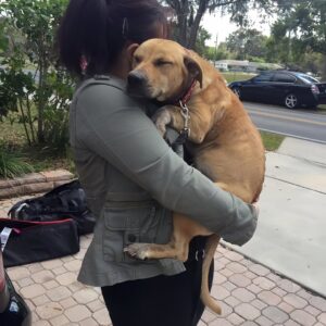 The Heartwarming Rescue of a Broken Pup