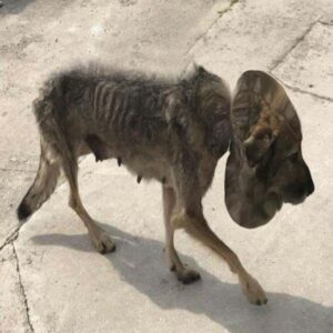 Felicity's Incredible Journey from Suffering to a Loving Home in Germany