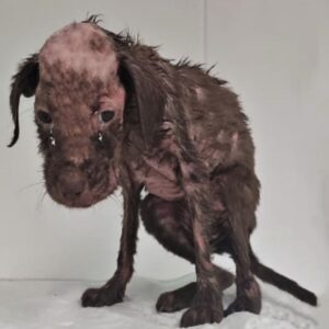 Lak’s Journey: From Abuse to Hope and a Loving Home