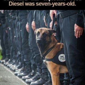 Honoring Diesel: A Canine Hero’s Legacy of Courage