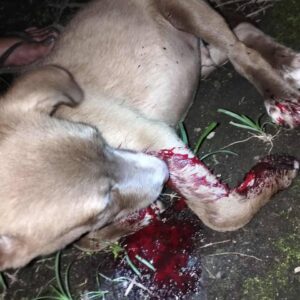 From Brutal Attack to a Month of Healing in Bacolod Shelter