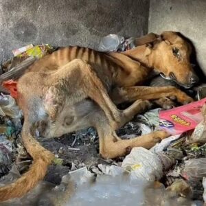 From Garbage Dump to Hope: The Inspiring Rescue of a Neglected Dog