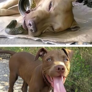 Heroic Pit Bull Ginger Saves Family from Cobra Attack in Russia