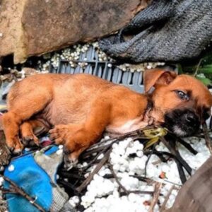 A Stray’s Second Chance: How a Construction Site Puppy Found Love