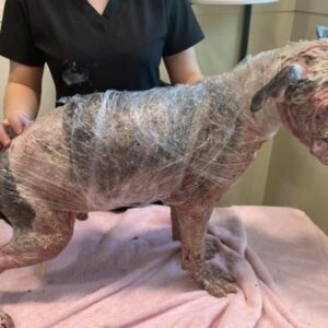 Sinclair - A Gravely Injured Dog, Abandoned in a Texas Field