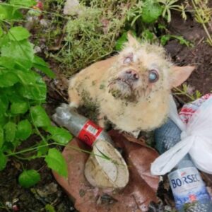 Restoring Hope for Abandoned Pets in a Ditch Rescue