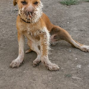 Dog Battle with Porcupine Quills: A Tale of Resilience