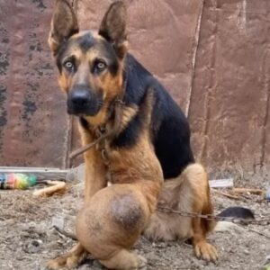 Jordan's Triumph: From Neglect and Cancer to a New Lease on Life