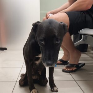 Wounded Dog’s Fight for Pups With Hind Legs Useless