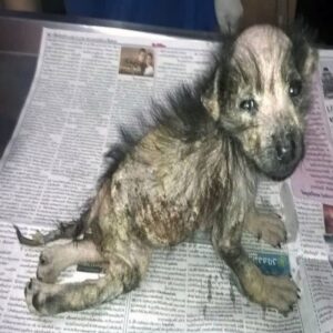 Ava's Revival: Critical Condition to a Brighter Future