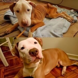 How a Shelter Worker Turned a Sick Dog’s Fate Around with Love