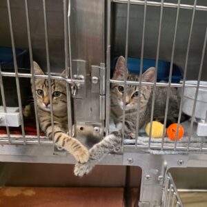 Hope Behind Bars: Two Kitten Souls Reaching Out for Love