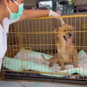 From Abandoned to Adored: Lilax’s Remarkable Recovery