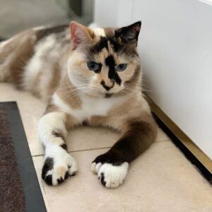 Shadow’s Second Chance: A Unique Cat’s Journey to Love