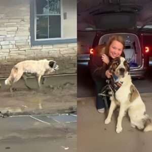 Shocking Rescue: How a Dumpster Dog Transformed a Woman’s Life