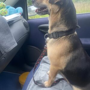 Jack’s New Dawn: From Roadside Abandonment to a Forever Home