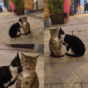 Should You Adopt One or Two Cats?