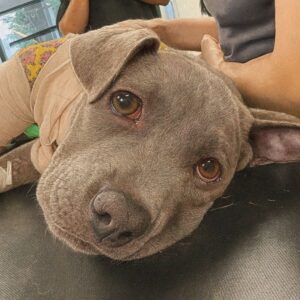 Miracle’s Triumph: From Trash to Treasured Companion