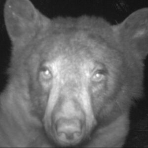 Bear’s Wild Selfie Craze Stuns Colorado