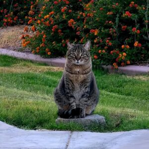 A Stray Cat’s Unlikely Bond: Big Guy’s Heartfelt Story