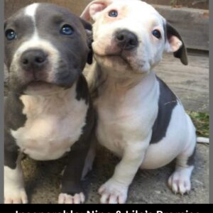 Bonded Pups Nino and Lila Refuse to Be Split in Heartwarming Rescue