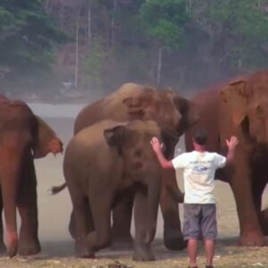 Elephant Kham La’s Unbreakable Connection with Caretaker