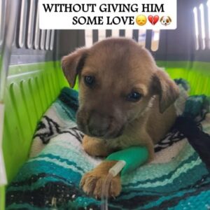 Loyal Dogs Face Heartbreaking Risk of Losing Their Home