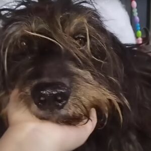 Broken Dog’s Triumph Over Pain