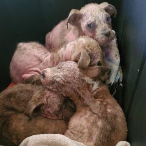 Four Hairless Puppies Find Hope on Lake Thurmond