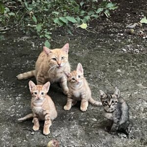 Stray Cat Family’s Heartwarming Rescue