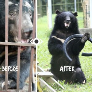 Moon Bear’s New Life: From Cage to King of Toys